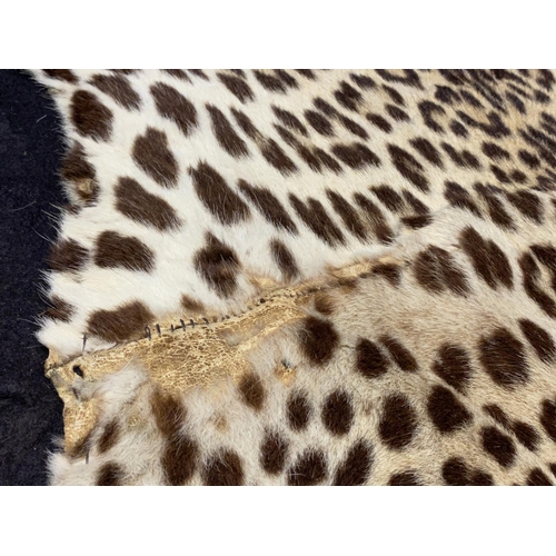 259 - Of taxidermy interest: An early C20th leopard skin, with open mouth and glass eyes, on felt backing ... 