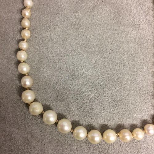 98 - Strand of graduated cultured pearls, 37cm