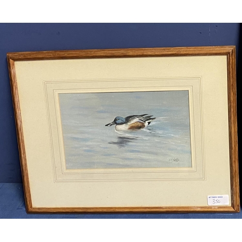 363 - GEORGE LODGE ( 1860-1954 ), Watercolour, Shoveler Drake, 13 x 21cm, signed lower right, Rowland Ward... 