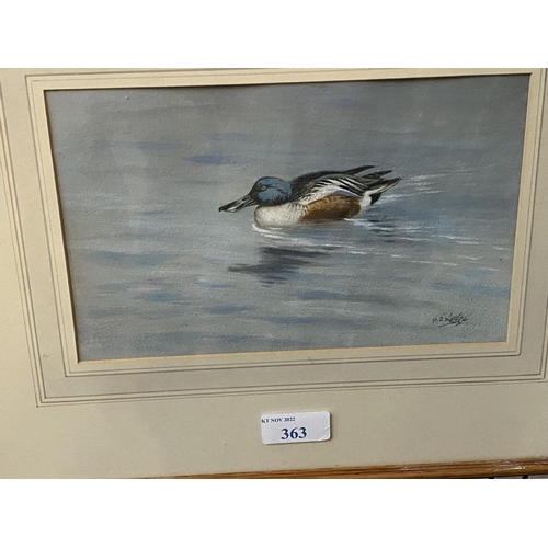 363 - GEORGE LODGE ( 1860-1954 ), Watercolour, Shoveler Drake, 13 x 21cm, signed lower right, Rowland Ward... 