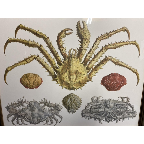 374 - Pair of modern decorative gilt glazed framed prints of crustaceans, 40 x 52cm