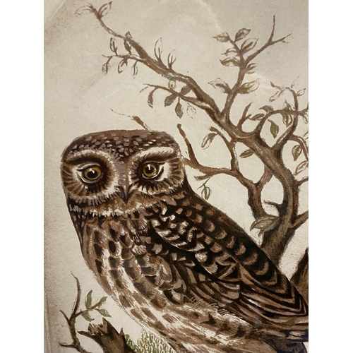 387 - Pair of OKA Contemporary framed and glazed pictures of owls ,45x 41cm,