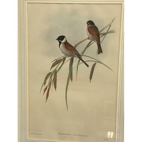 389 - Two framed and glazed and mounted coloured prints of birds, 