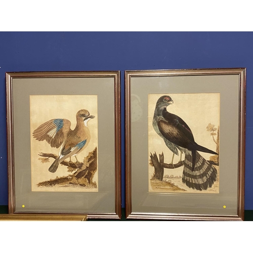 395 - Two gilt glazed and framed prints of exotic birds, in a grey mount