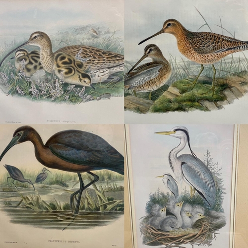 396 - Four decorative  bird prints, in glazed frames by J Gould and H Richter