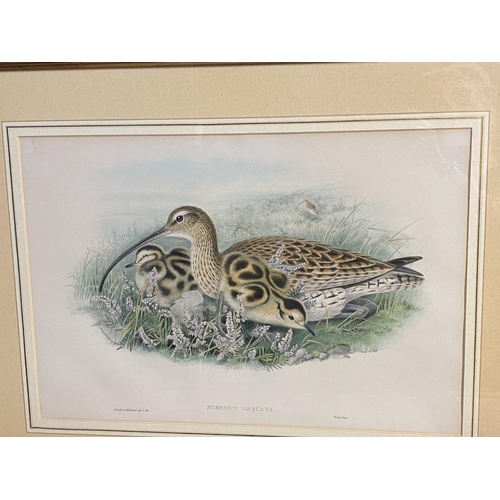 396 - Four decorative  bird prints, in glazed frames by J Gould and H Richter