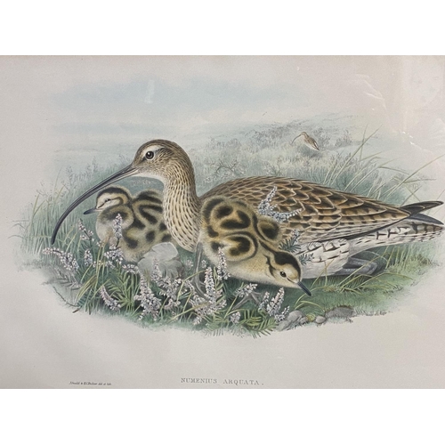 396 - Four decorative  bird prints, in glazed frames by J Gould and H Richter