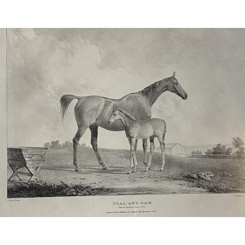 419 - A set of 9 equestrian prints in glazed walnut frames, printed J Doyle lithographs, printed by C Hull... 