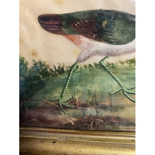 426 - C19th century watercolour on silk, of exotic birds and flowers in a gilt glazed frame 17.5 cm x 27.5... 