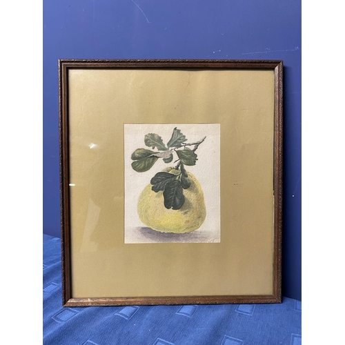 427 - A still life watercolour of a Pear in a glazed frame, initialled MV lower right 20 cm x 16.5 cm