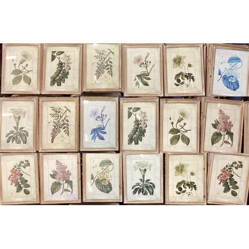 394 - Set of 18 OKA botanical framed and glazed pictures.  Including the frame 35cm x 46 cm