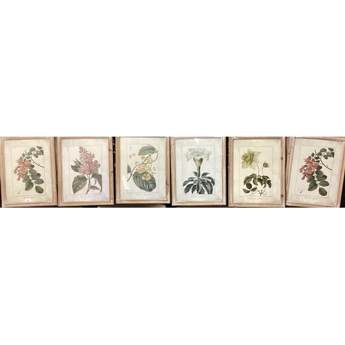 394 - Set of 18 OKA botanical framed and glazed pictures.  Including the frame 35cm x 46 cm