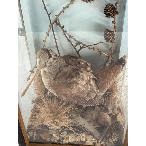 265 - Taxidermy of a woodcock in naturalistic environment, in glazed case