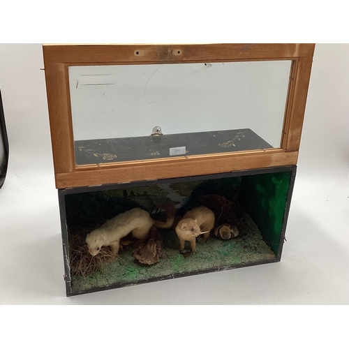 266 - Taxidermy of a pair of stoats in naturalistic environment, in glazed case