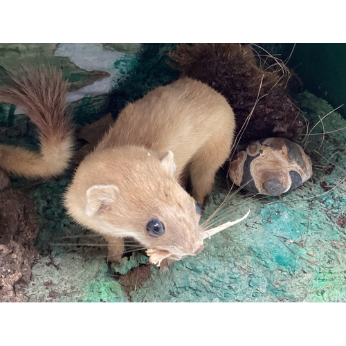 266 - Taxidermy of a pair of stoats in naturalistic environment, in glazed case