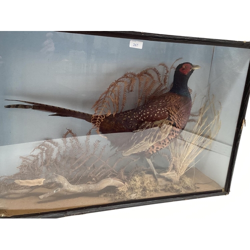 267 - Taxidermy of a cock pheasant in naturalistic environment, in glazed case (some damage to corner)