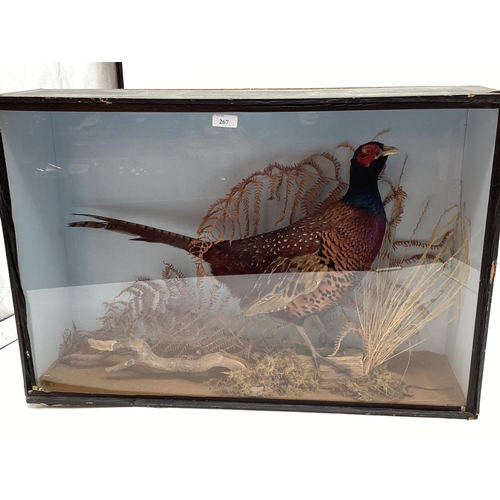 267 - Taxidermy of a cock pheasant in naturalistic environment, in glazed case (some damage to corner)