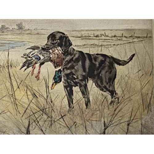 405 - Henry Wilkinson, Drypoint etching, Black Labrador, signed in pencil , numbered 150/180; and 3 framed... 