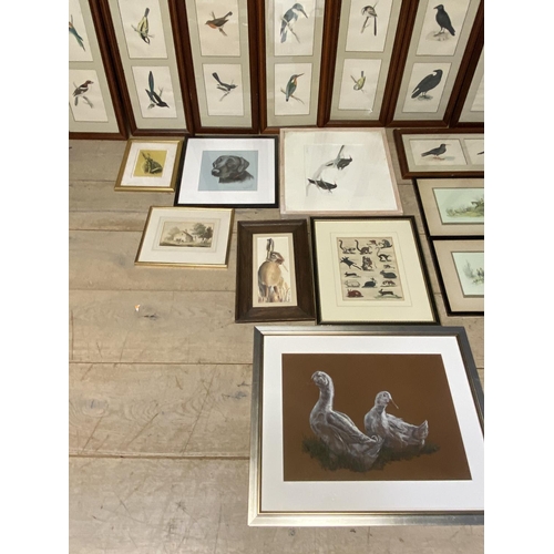 429 - Quantity of birds, animal prints all as found, and 3 watercolours, including Sarah Crawshaw, and 4 f... 