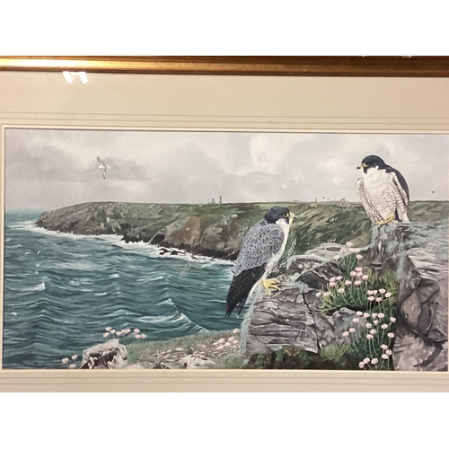 435 - DAVID M TEAGUE, British, C20th, watercolour on paper of two kestrels, in a coastal scene, signed low... 