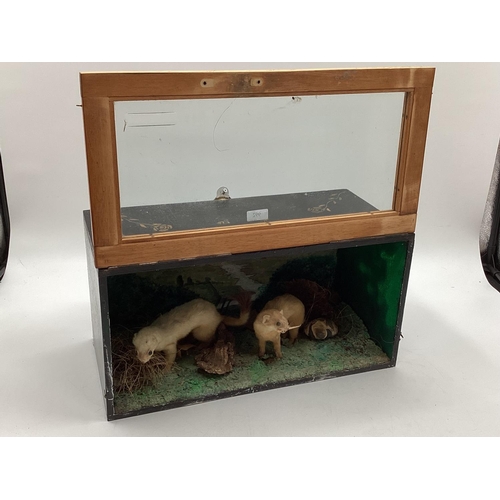 174 - Taxidermy of a pair of stoats in naturalistic environment, in glazed case