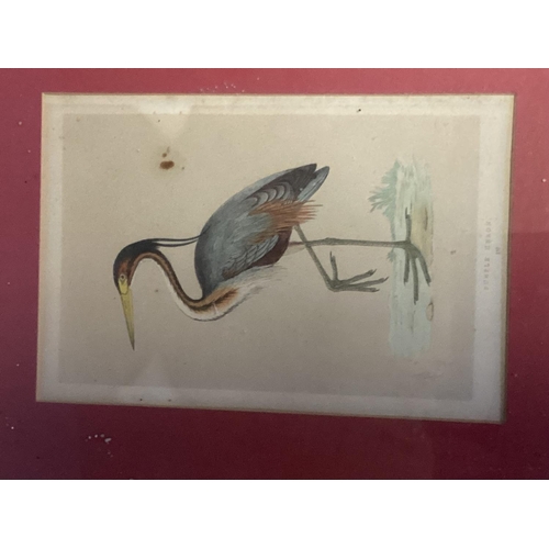 398 - Four early C20th book plates of exotic birds in gilt glazed frames, one missing glass 19cm x 13cm