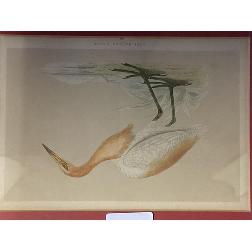 398 - Four early C20th book plates of exotic birds in gilt glazed frames, one missing glass 19cm x 13cm