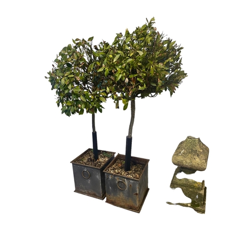 424 - pair of planters with bay trees, some rust and wear. No guarantees with trees, sold as seen