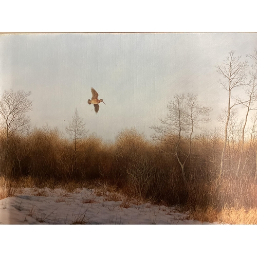 362 - Geoffrey Campbell-Black British C20th oil on canvas of a Woodcock in flight, 34 x 44cm