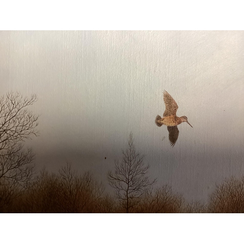 362 - Geoffrey Campbell-Black British C20th oil on canvas of a Woodcock in flight, 34 x 44cm