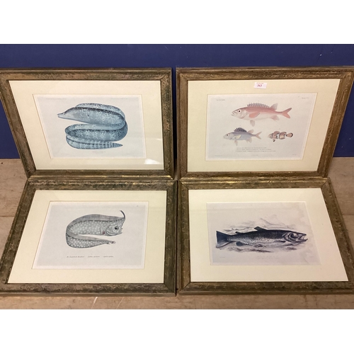 363 - Four decorative framed and glazed  prints of fish, 25 x 32cm