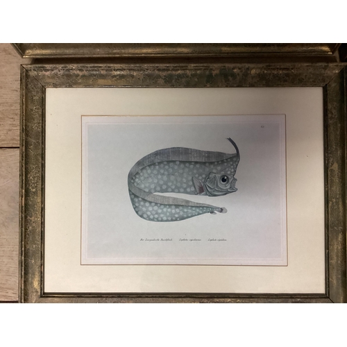 363 - Four decorative framed and glazed  prints of fish, 25 x 32cm