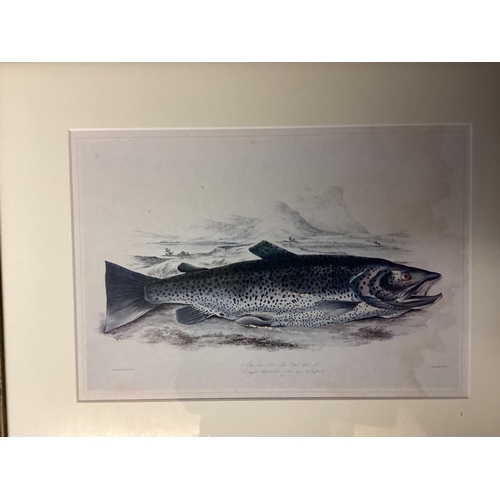 363 - Four decorative framed and glazed  prints of fish, 25 x 32cm