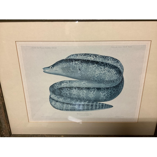 363 - Four decorative framed and glazed  prints of fish, 25 x 32cm