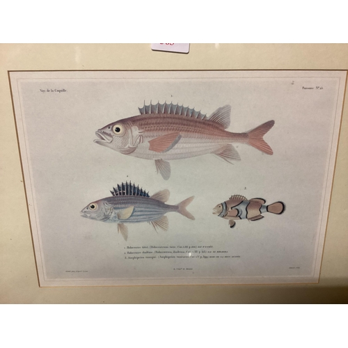 363 - Four decorative framed and glazed  prints of fish, 25 x 32cm