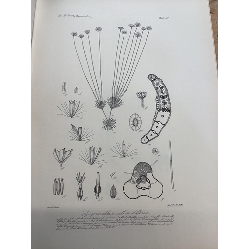 399 - Morans R Descole, Genera Et Species Plantarum Argentarum, in 3 volumes, Kraft LTA, Buenos Airies 194... 