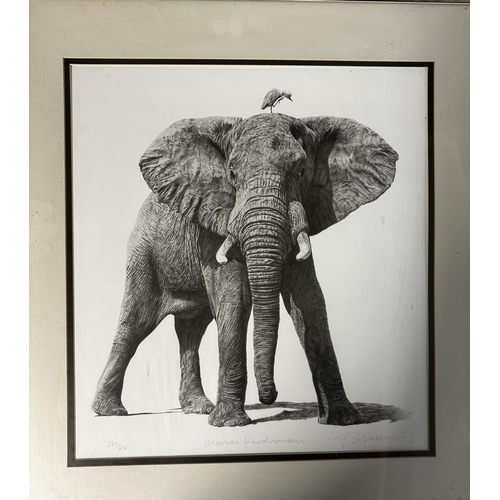 500 - Two modern silver framed and glazed prints of drawings of an elephant  and lions, indistinctly signe... 