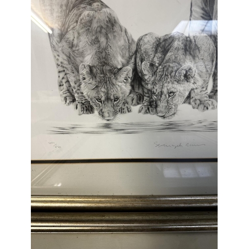 500 - Two modern silver framed and glazed prints of drawings of an elephant  and lions, indistinctly signe... 