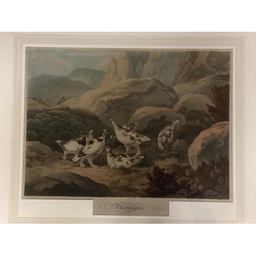 414 - A framed and glazed coloured aquatint, after Reinagle, Ptarmigan, 43cm x53cm