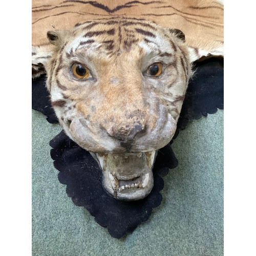 277 - Tiger skin rug with taxidermied head, with glass eyes and realistic teeth, see photos for condition ... 