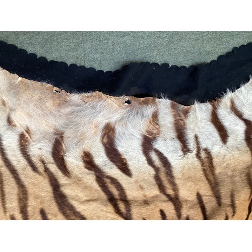 277 - Tiger skin rug with taxidermied head, with glass eyes and realistic teeth, see photos for condition ... 