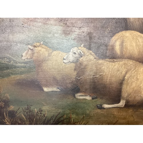 422 - An oil on board of sheep resting in a landscape. 29cm x 43cm