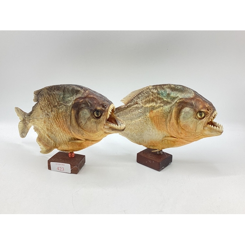 423 - A pair of Taxidermy piranhas mounted on square wooden stands. Each approx 16cm(h)