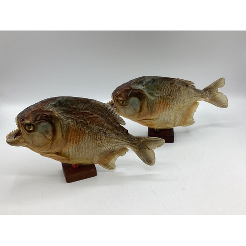 423 - A pair of Taxidermy piranhas mounted on square wooden stands. Each approx 16cm(h)