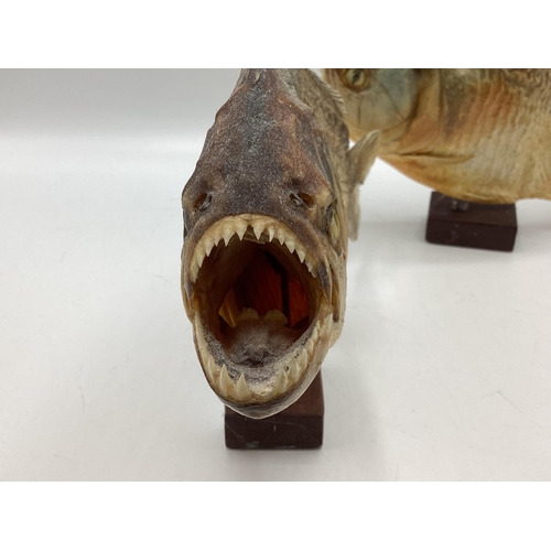 423 - A pair of Taxidermy piranhas mounted on square wooden stands. Each approx 16cm(h)