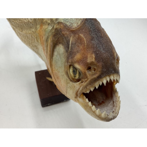 423 - A pair of Taxidermy piranhas mounted on square wooden stands. Each approx 16cm(h)