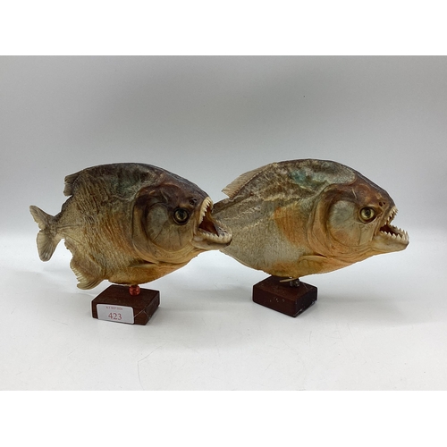 423 - A pair of Taxidermy piranhas mounted on square wooden stands. Each approx 16cm(h)