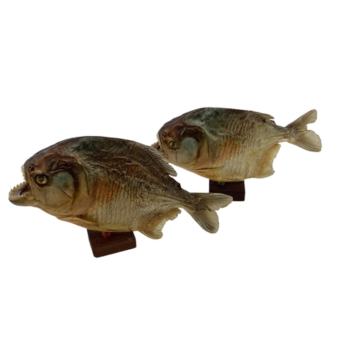 423 - A pair of Taxidermy piranhas mounted on square wooden stands. Each approx 16cm(h)