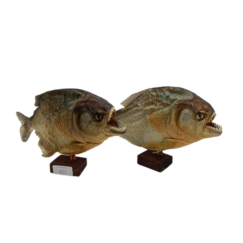 423 - A pair of Taxidermy piranhas mounted on square wooden stands. Each approx 16cm(h)