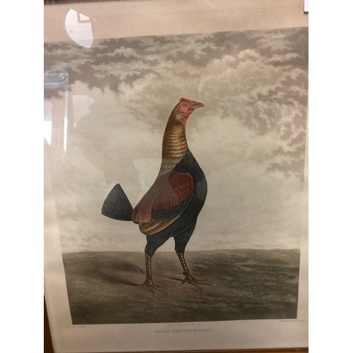 483 - A set of 3 mahogany and glazed framed prints, Cock Fighting, 